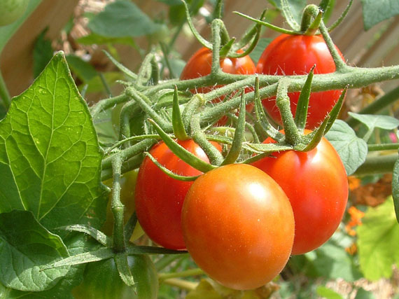 Cultivar tomates en maceta